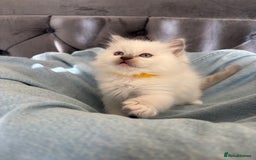 Ragdoll cats for sale: Perfect little blue point Ragdoll girls x5 - Image 8