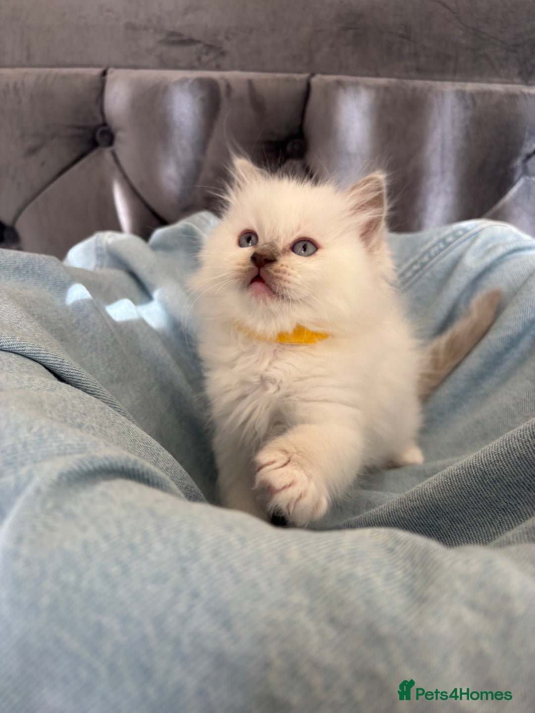 Ragdoll cats for sale: Perfect little blue point Ragdoll girls x5 - Image 8