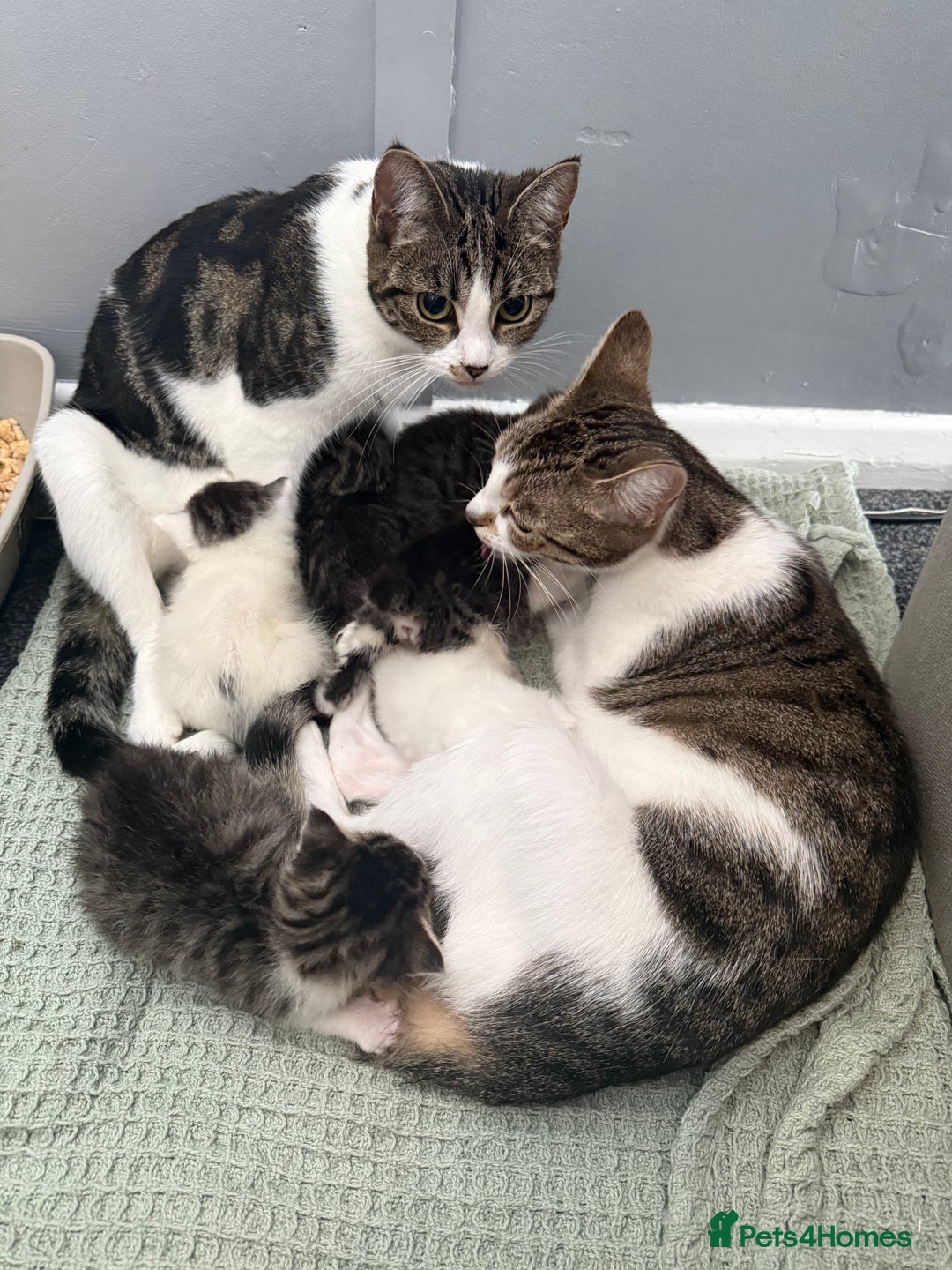 British Shorthair cats for sale: Short hair kittens available  - Image 6