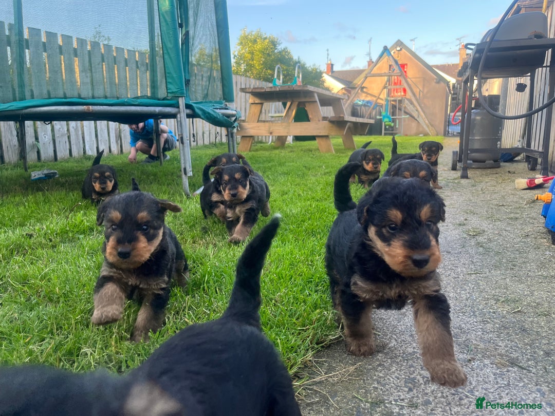 Airedale Terrier dogs for sale: Airedale Terrier Puppy 9 - Quality Airedale terrier pups - Image 8