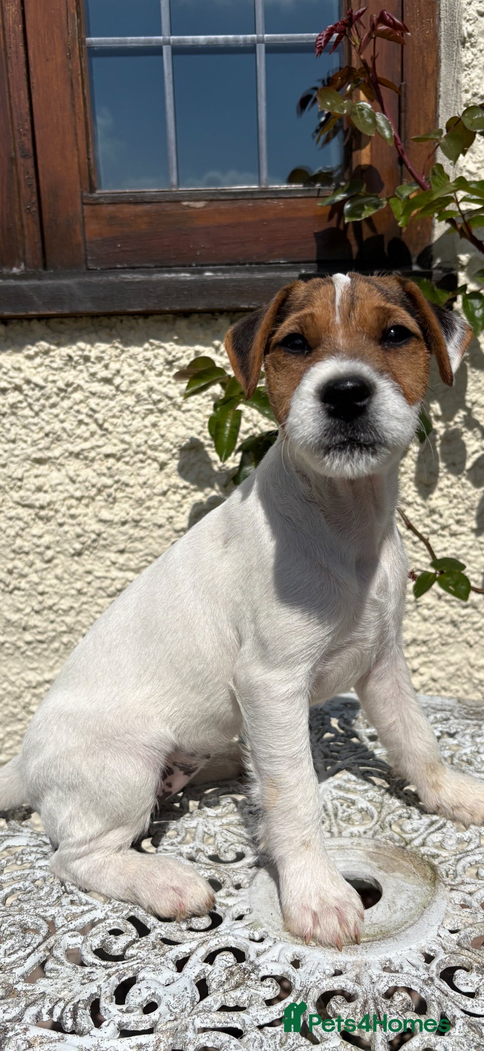 Parson Russell dogs Parson jack Russell  - Advert 13