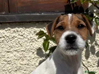 Parson Russell dogs Parson jack Russell - Advert 16