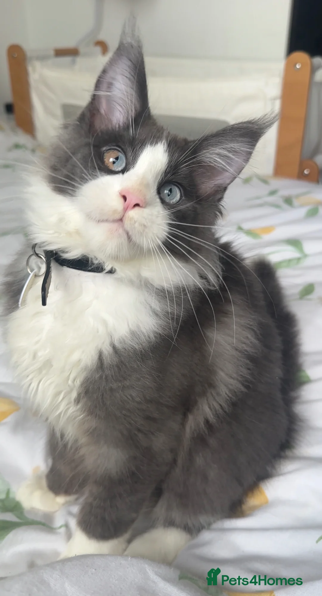 Maine Coon cats for sale: One of a kind champion line XL Maine coon kitten  - Advert 5