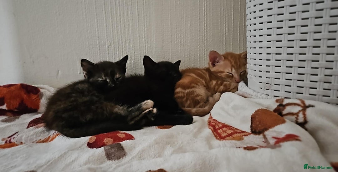 Mixed Breed cats for sale: 3 beautiful kittens. - Image 1