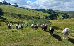 Sheep livestock for sale: Beautiful Herdwick Sheep - Lambs and Shearlings - Image 9