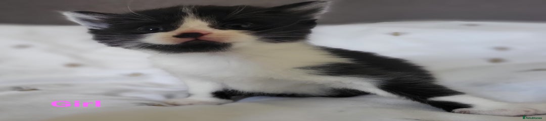 British Longhair Kitten 2