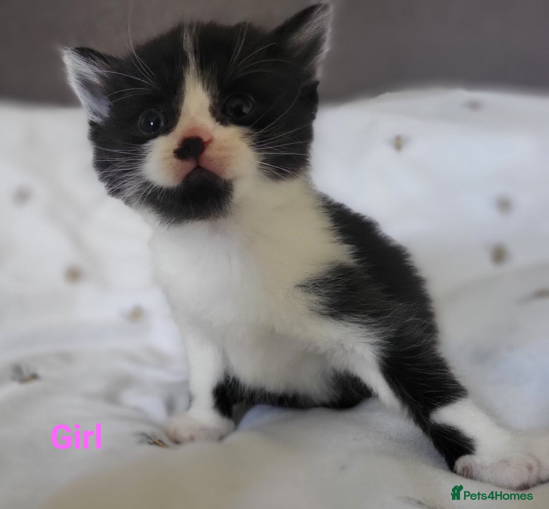 British Longhair cats for sale: 2 gorgeous kittens avaliable  - Image 3