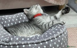 British Shorthair cats for sale: Champion Line Gorgeous BritishShortHair Kittens 🩷 - Image 14