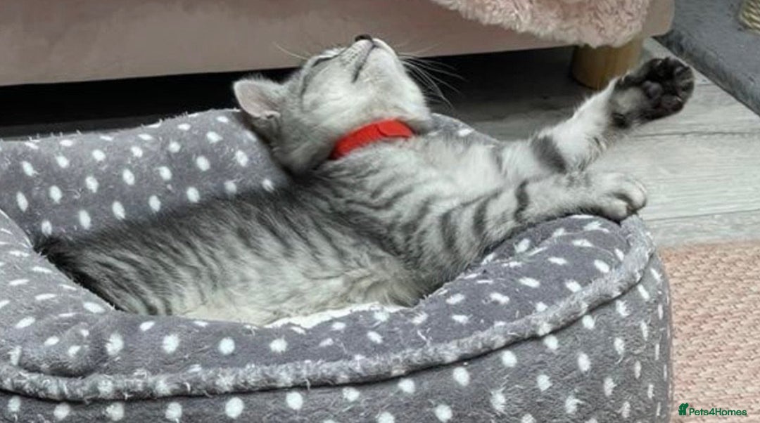 British Shorthair cats for sale: Champion Line Gorgeous BritishShortHair Kittens 🩷 - Image 14