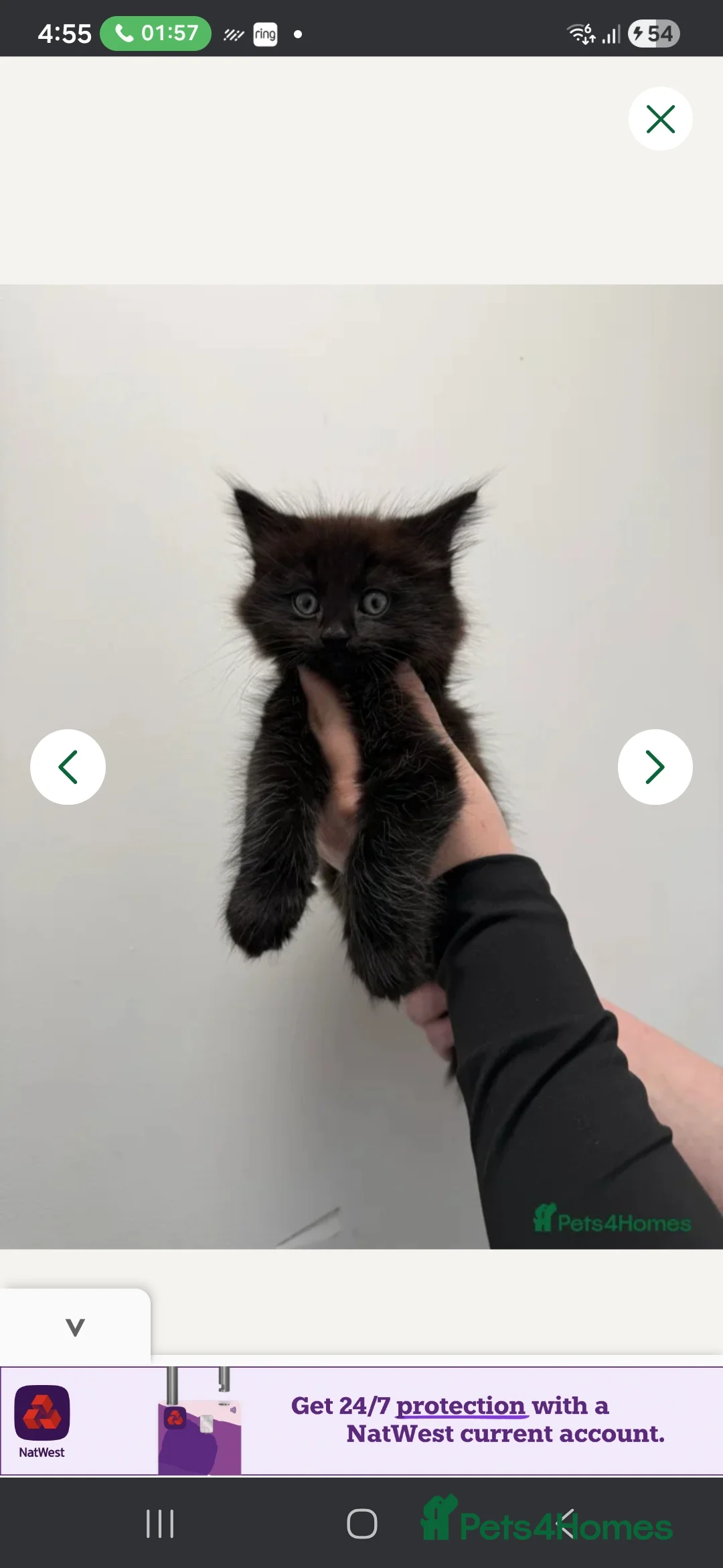 Mixed Breed cats for sale: mainecoon kitten 11 weeks - Advert 4