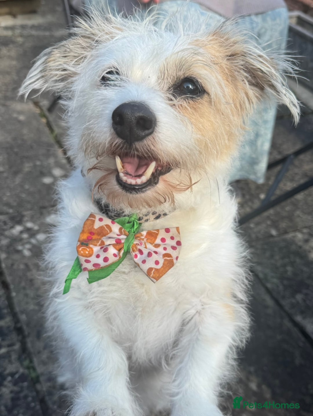 Mixed Breed dogs for sale: Needing a new home  - Advert 1