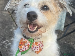 Mixed Breed dogs Needing a new home - Advert 2