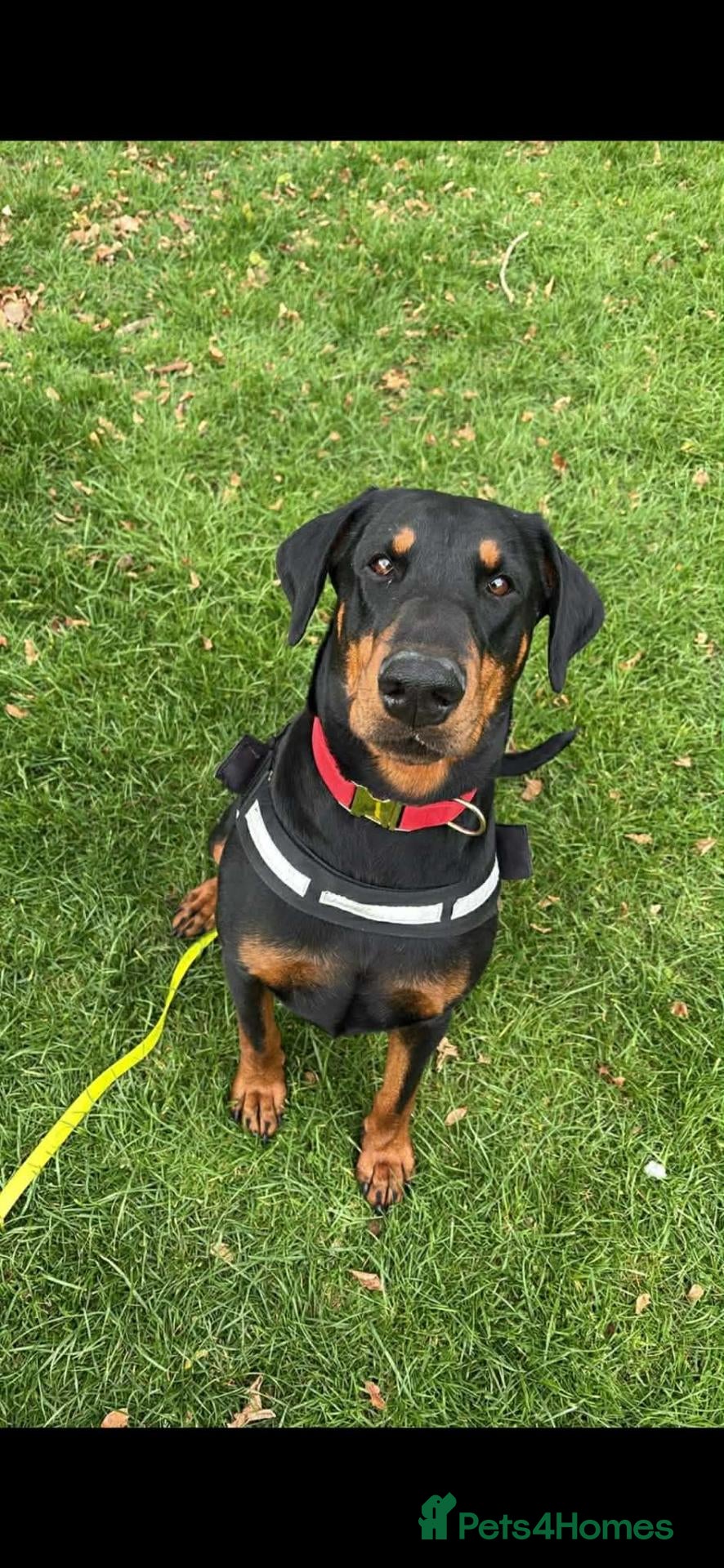 Dobermann dogs Storm - Advert 11
