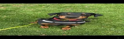 Dobermann dogs for sale: Storm - Advert 1