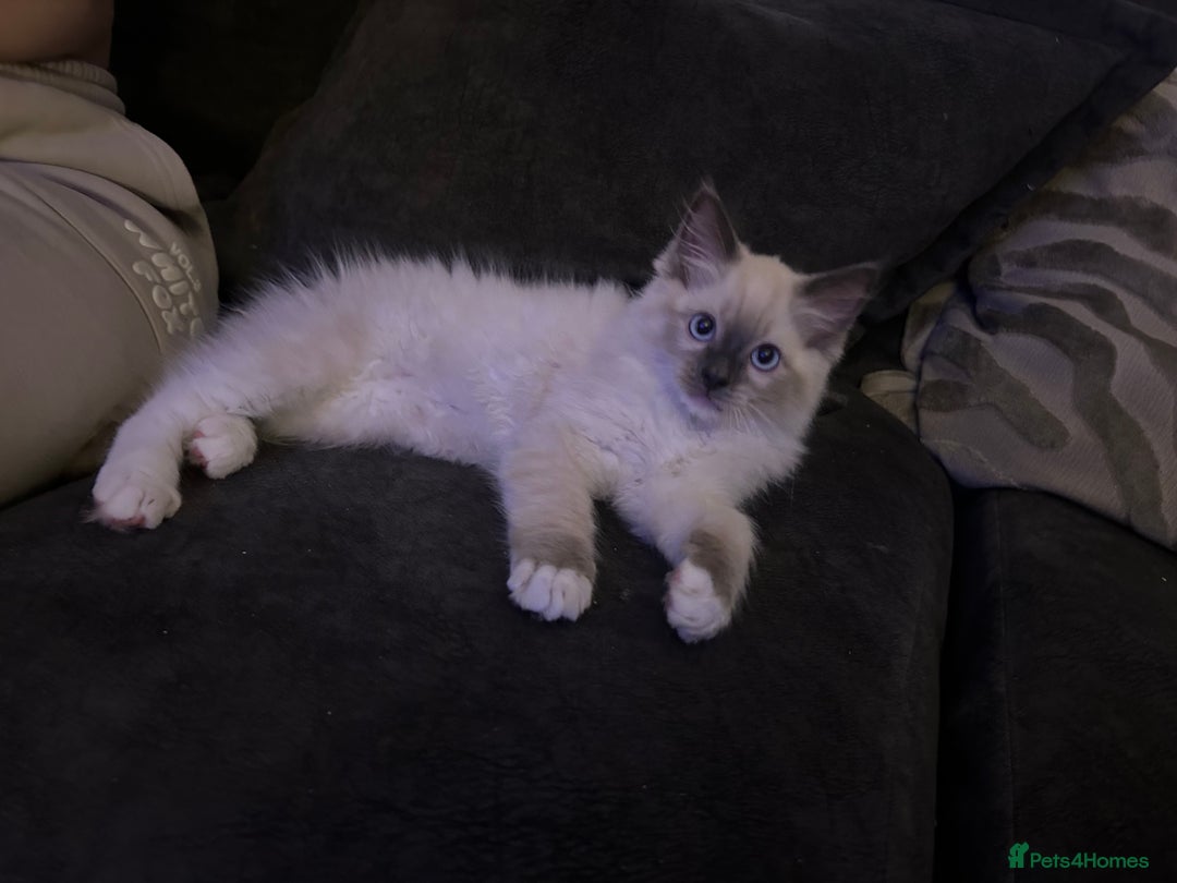 Ragdoll cats for sale: Beautiful little ragdoll boy 😍 - Image 4