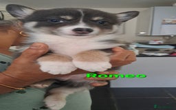 Pomsky dogs for sale: Ready now -Stunning F4 Pomskies, 6kg as adults  - Image 16