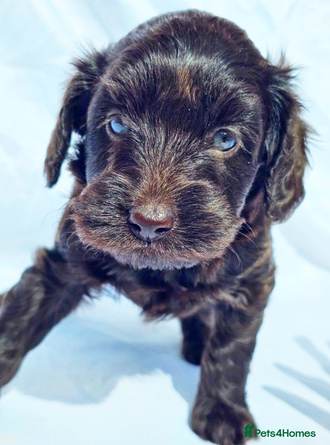 Labradoodle dogs  Australian labradoodles miniature  - Advert 2