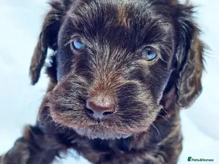 Labradoodle dogs Australian labradoodles miniature - Advert 2