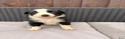 Border Collie dogs for sale: Gorgeous tri-coloured+black+white collie puppies  - Advert 13