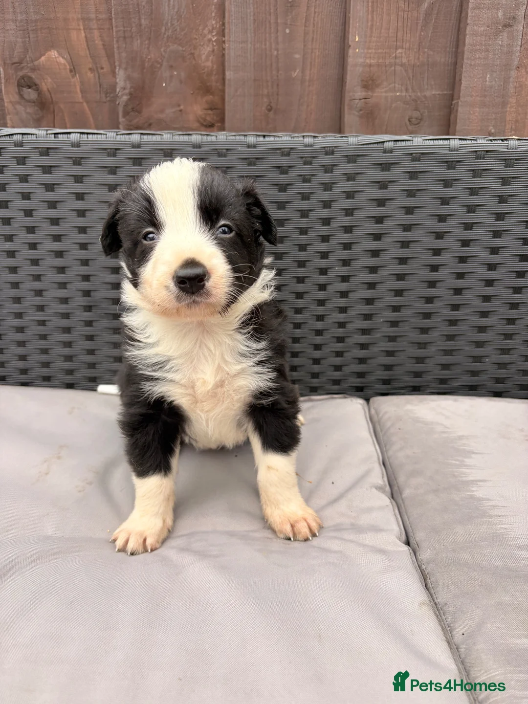 Border Collie dogs for sale: Gorgeous tri-coloured+black+white collie puppies  - Advert 13