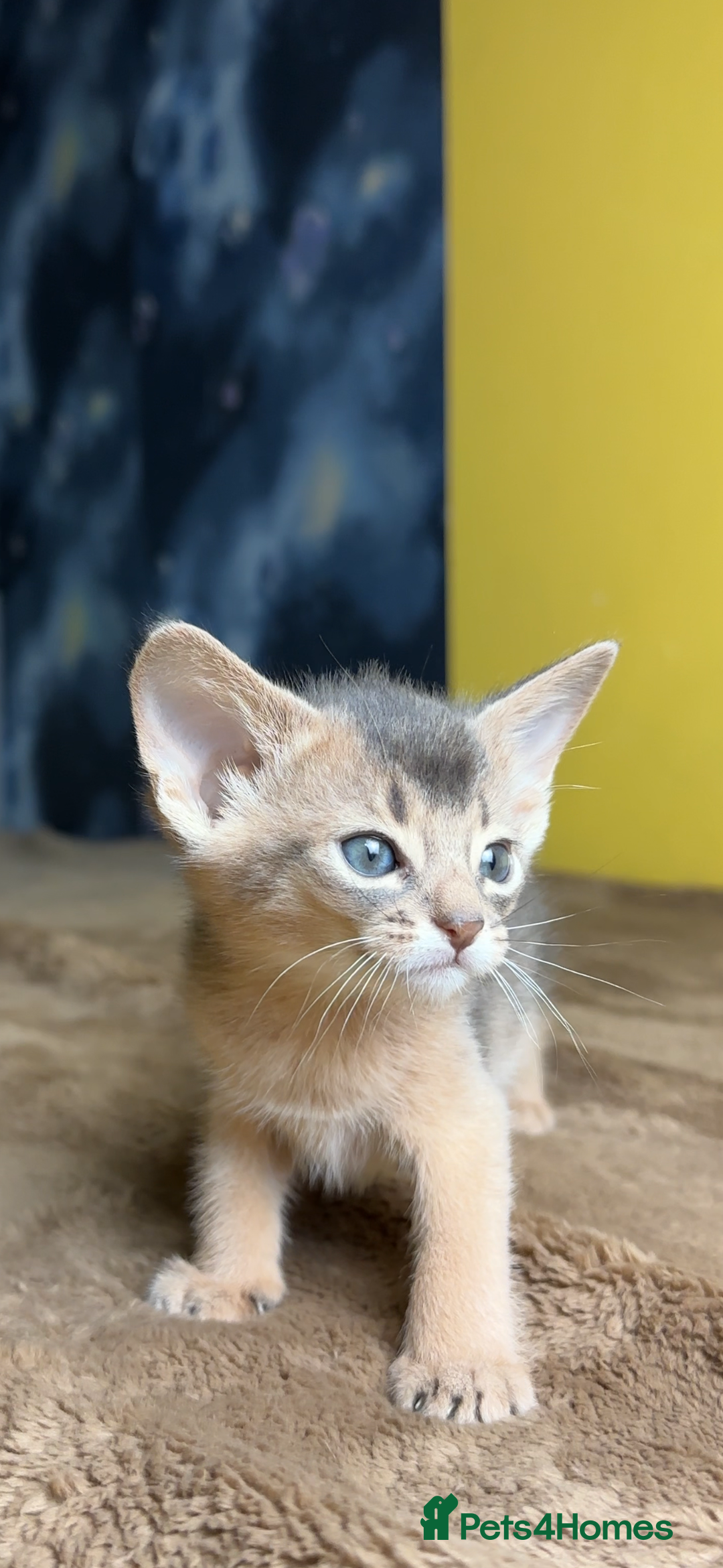 Abyssinian cats for sale: 💙 Two Blue Male Abyssinian Kittens Available 💙 - Advert 12