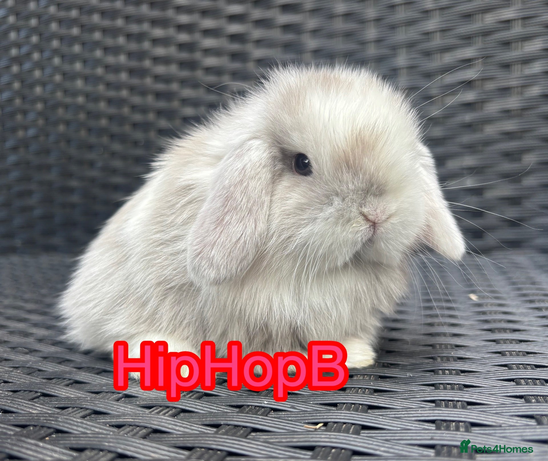 Mini Lop rabbits PURE bred baby mini lops  - Advert 1