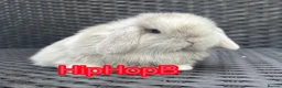 Mini Lop rabbits for sale: PURE bred baby mini lops  - Advert 1