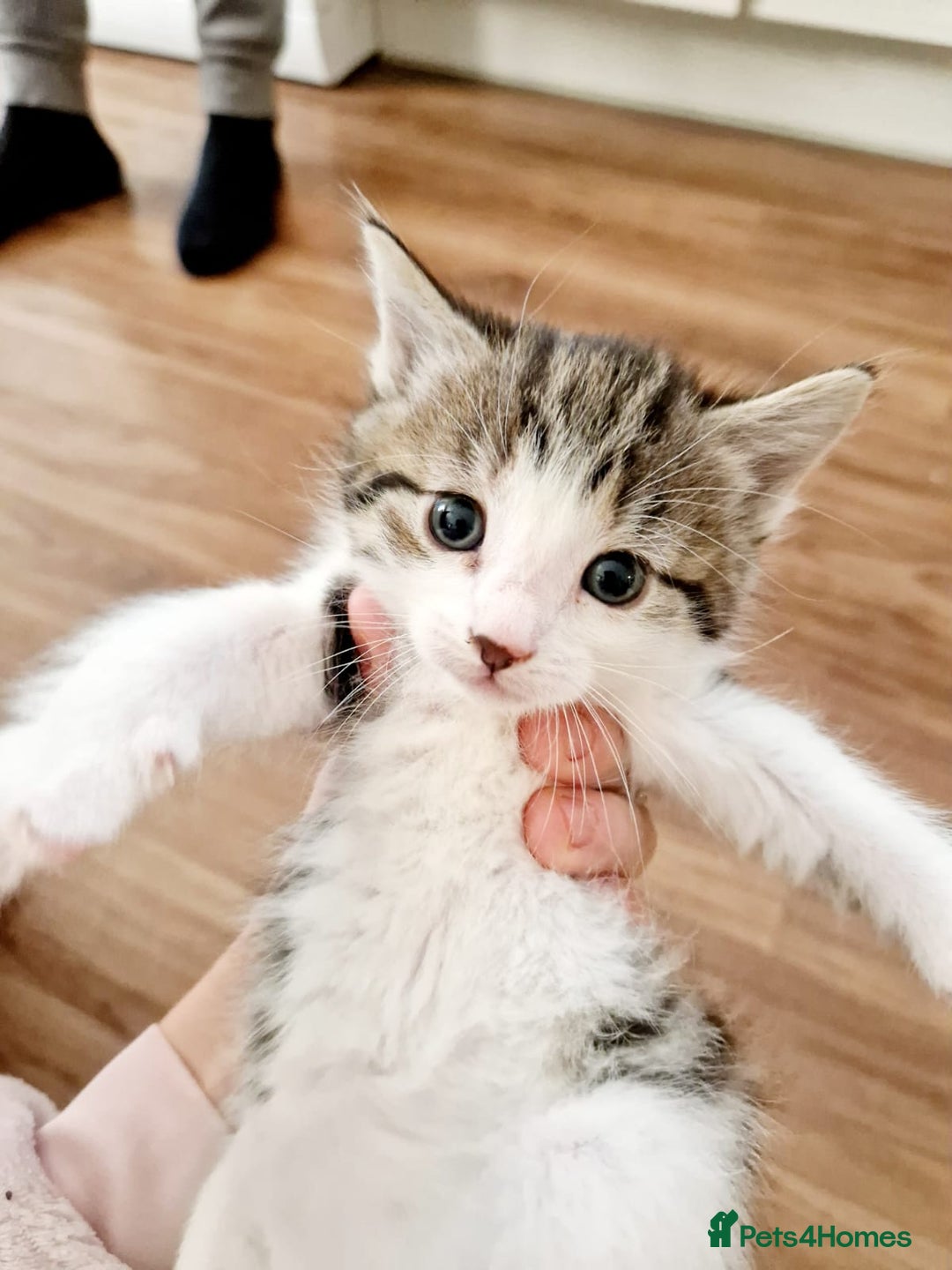 Siamese cats for sale: Loving, Energetic Mixed Siamese kittens for homes - Advert 9