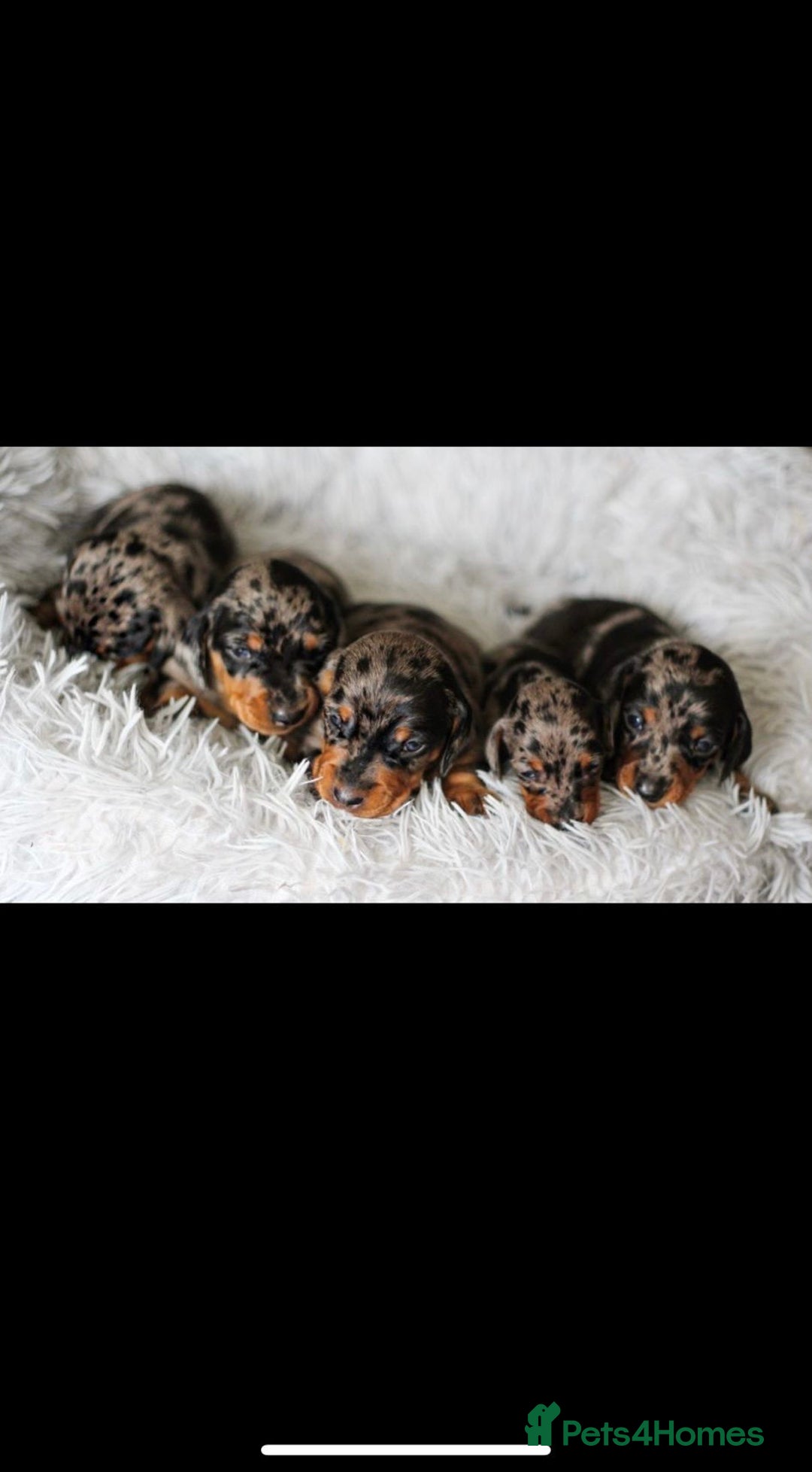 Dachshund dogs for stud: Miniature Dachshund Stud Kc registered & Pra clear in Stowmarket - Image 24