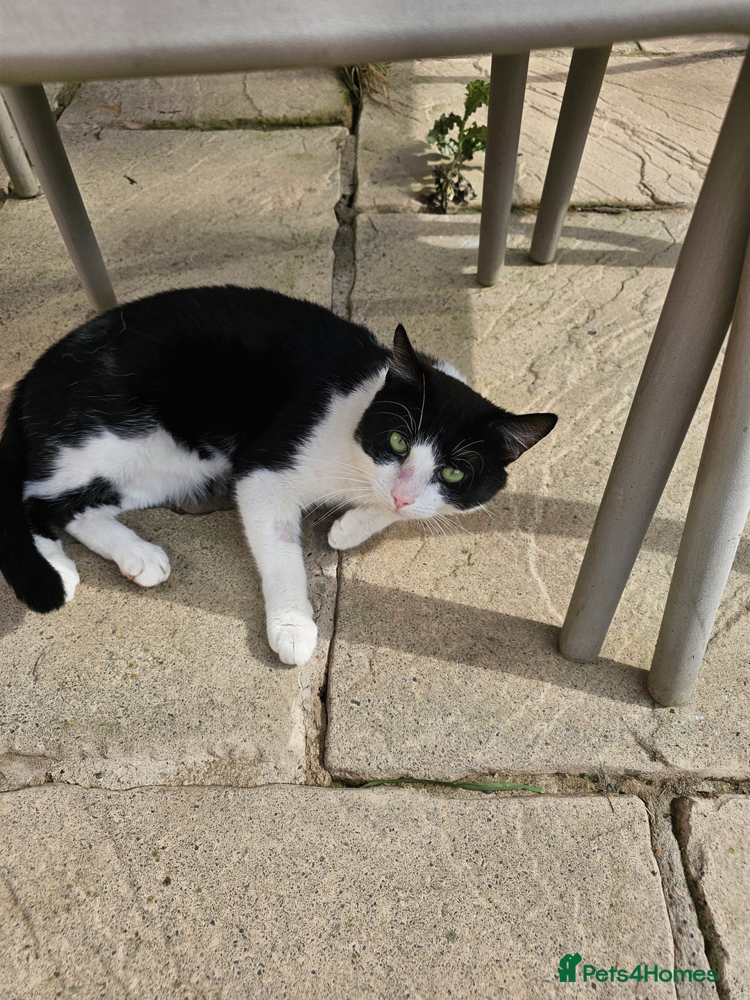 British Shorthair cats for sale: Re homing my friendly cat - Image 5