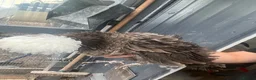 Chickens poultry for sale: Polish Pullets, and cross pullets - Advert 10