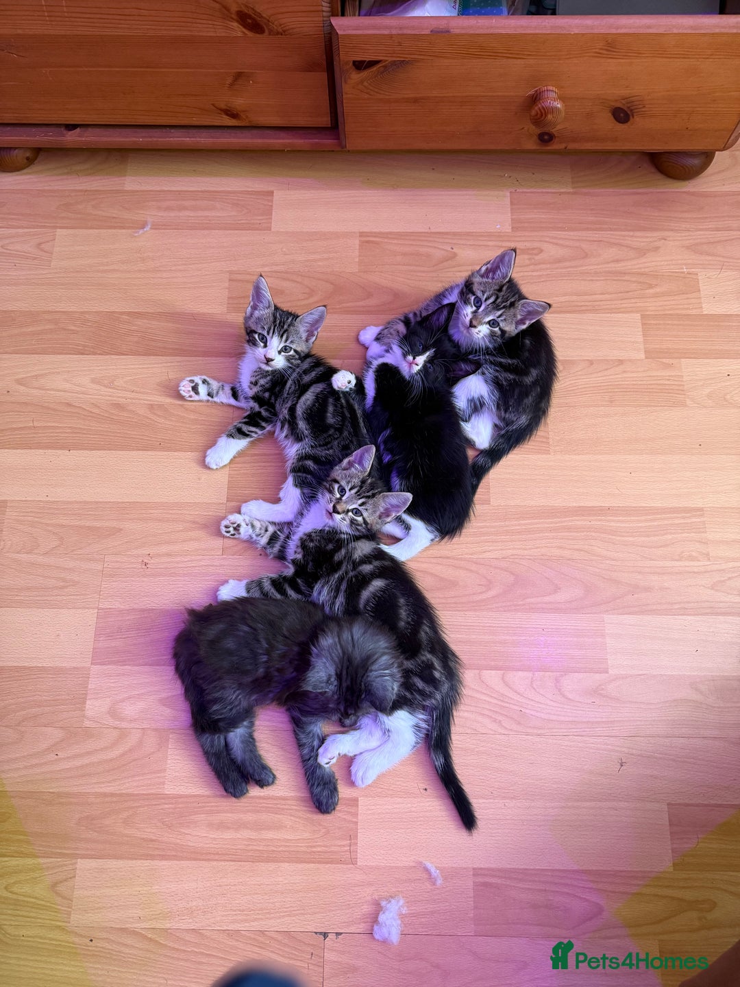 Maine Coon cats for sale: Russian Maine Coon Mixed  - Image 6