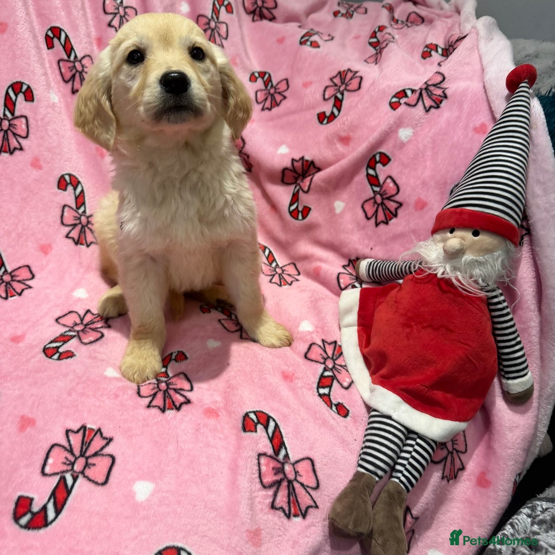 Golden Retriever dogs for sale: Stunning golden retriever pups  - Advert 13