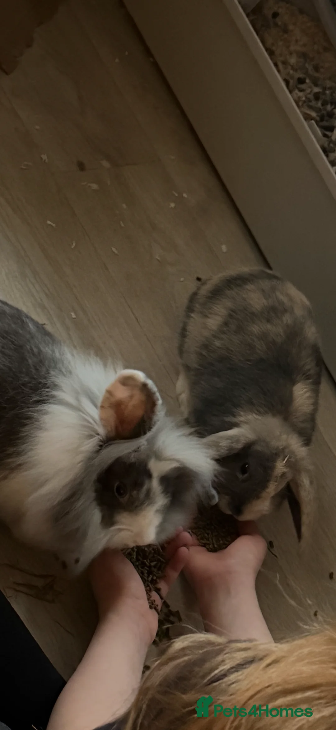 Lionhead rabbits for sale: Two rabbits for sale - Advert 1