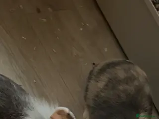 Lionhead rabbits Two rabbits for sale - Advert 1