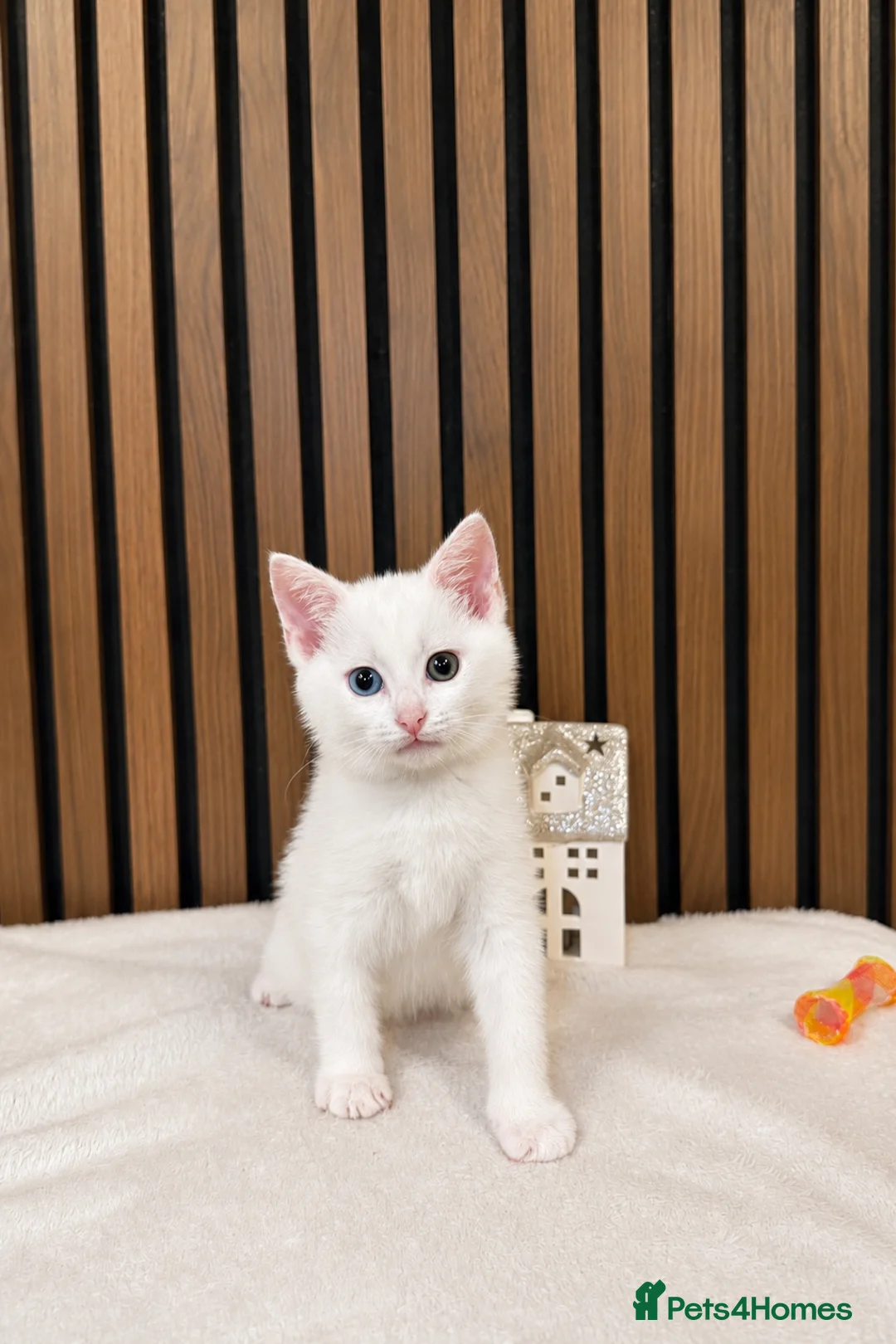 Domestic Shorthair cats for sale: Stunning Kittens | Bella's Litter | Ready Now - Advert 2