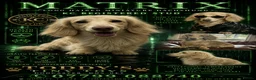 Miniature Dachshund dogs for stud: incredible cream stud boy  - Advert 1