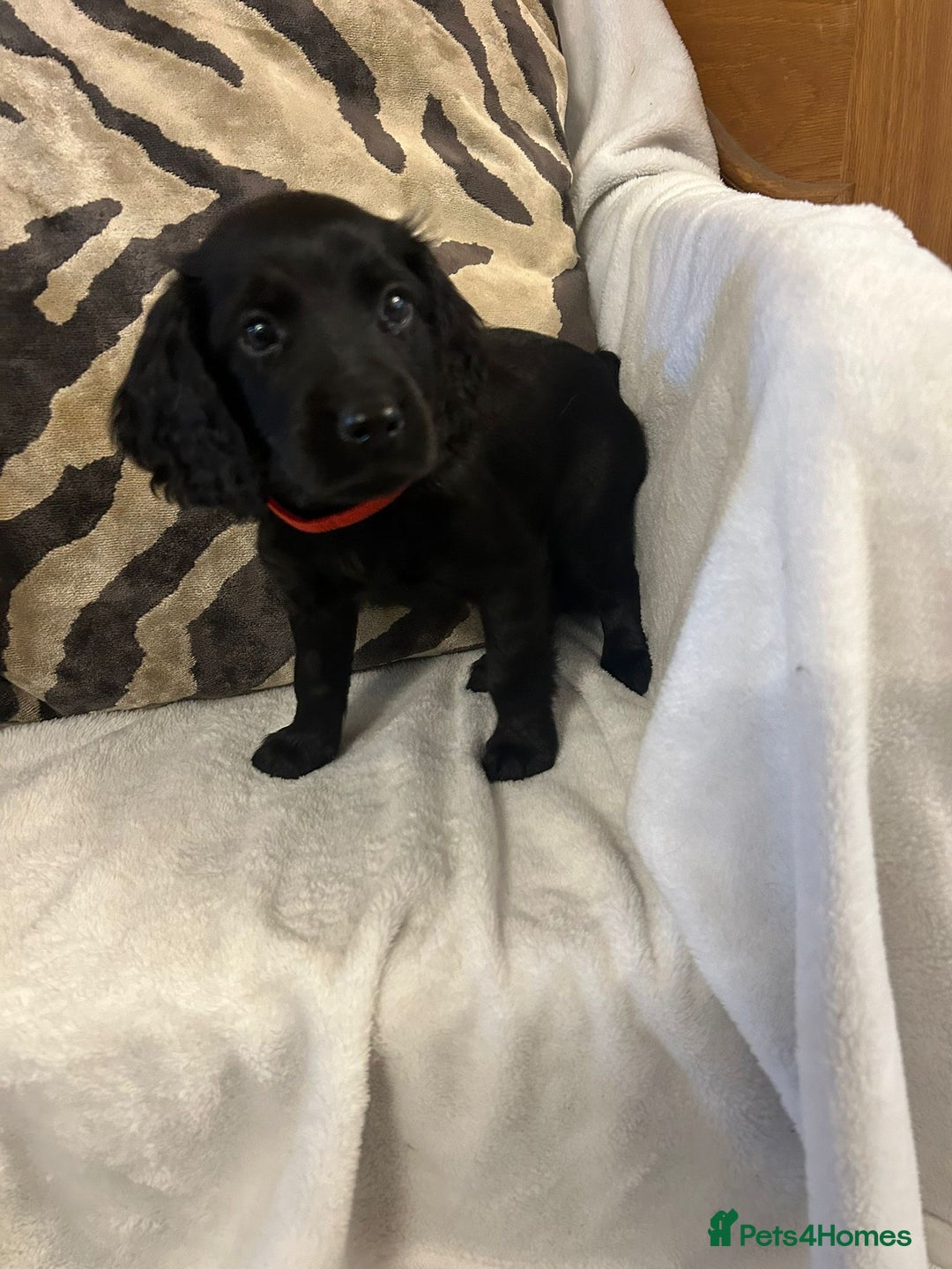Cockapoo dogs for sale: F1 Cockapoos ready🩷 - Image 16