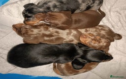 Miniature Dachshund dogs for sale: Talented dapple mini sausages for sale - Image 5