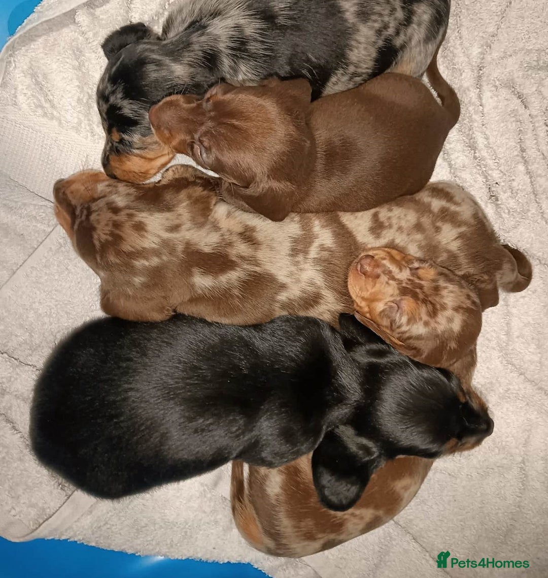 Miniature Dachshund dogs for sale: Talented dapple mini sausages for sale - Image 5