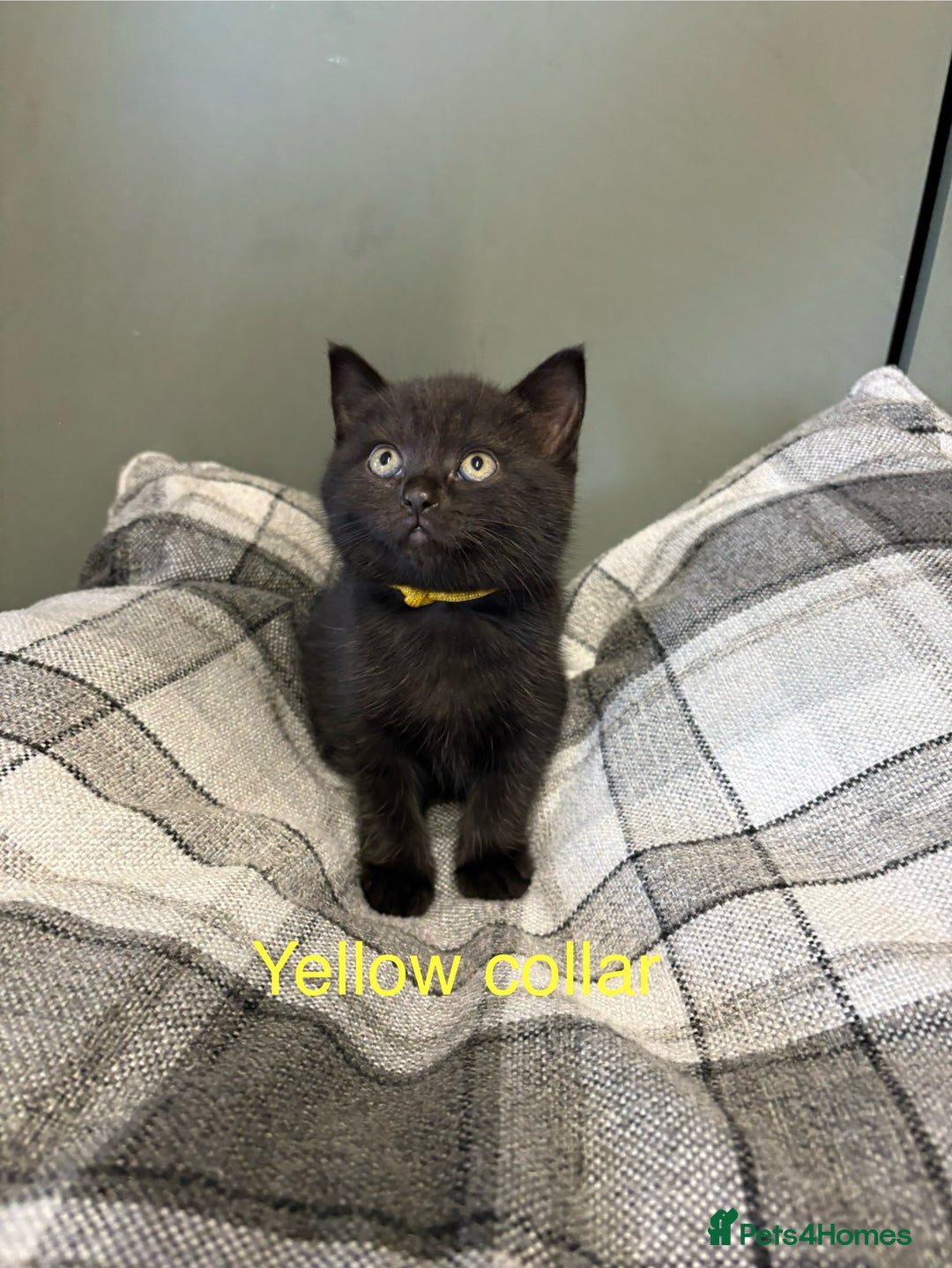 British Shorthair cats for sale: Half British blue short hair  - Image 8