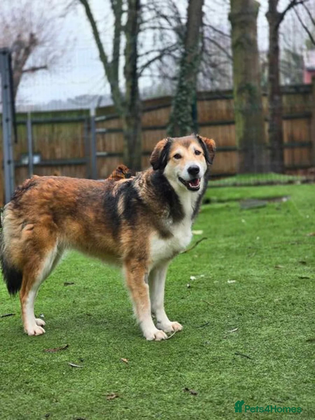 Mixed Breed dogs for adoption: Jewel is looking for her forever family! - Advert 10