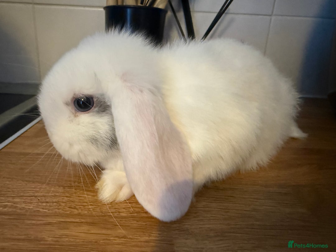 Mini Lop rabbits for sale: Pure mini lops READY TO LEAVE  - Advert 9