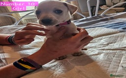 Mixed Breed dogs for sale: BEAUTIFUL LURCHER PUPPIES - Image 3