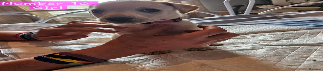 Mixed Breed Puppy 10