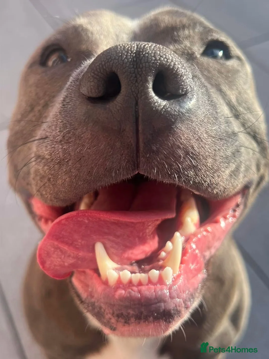 Staffordshire Bull Terrier dogs for sale: 21 Month Old Blue Staff in Deeside - Advert 2