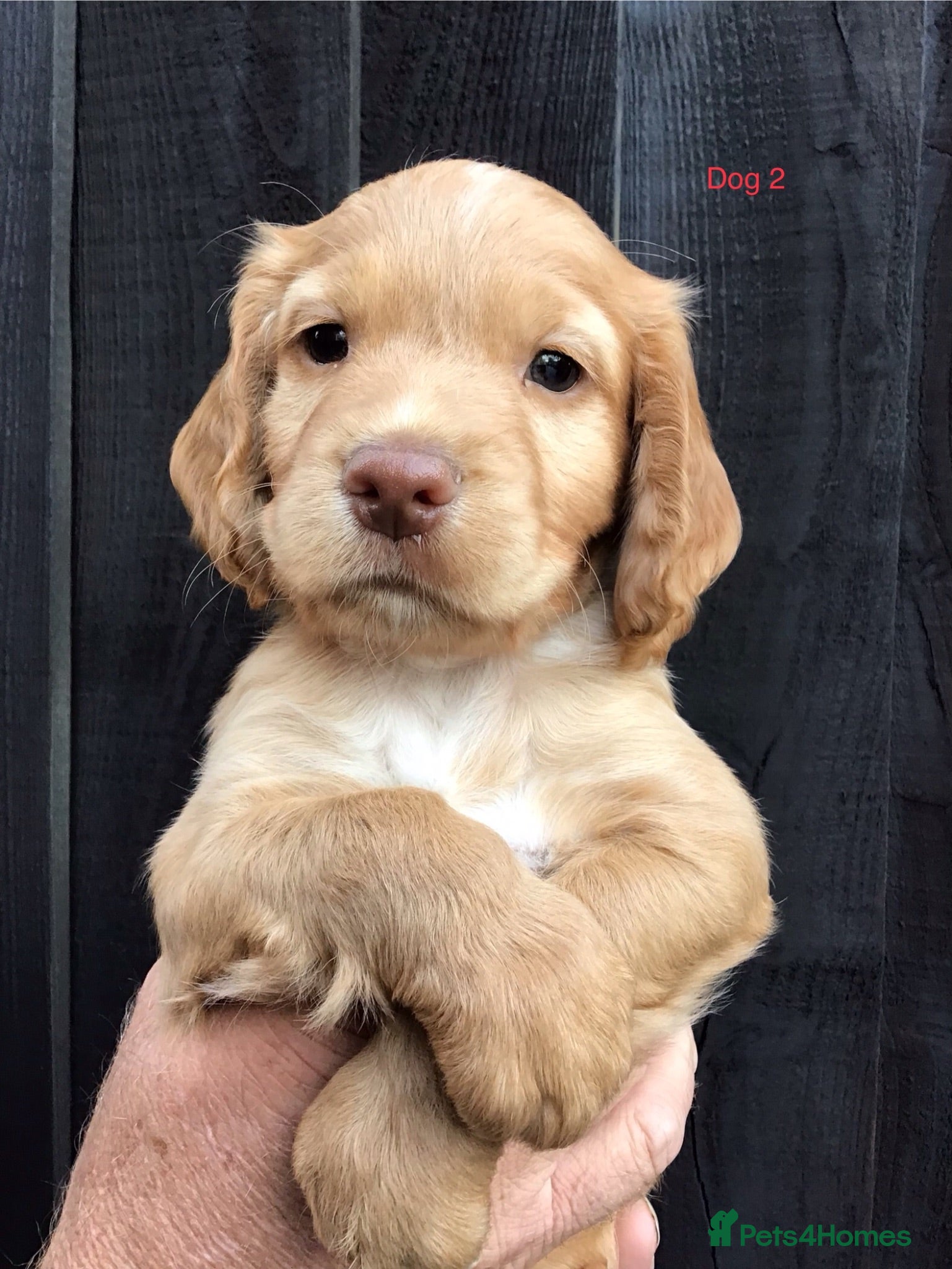 Cocker Spaniel dogs Cocker Spaniel puppies  - Advert 1