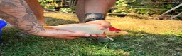 Koi Carp fish for sale: Japanese Koi Carp & Colourful Goldfish - 15 fish - Advert 5