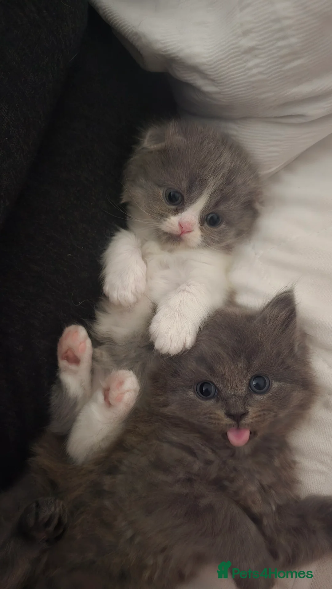 Scottish Fold cats for sale: 2 Gorgeous kittens available 1 boy 1 girl - Advert 2