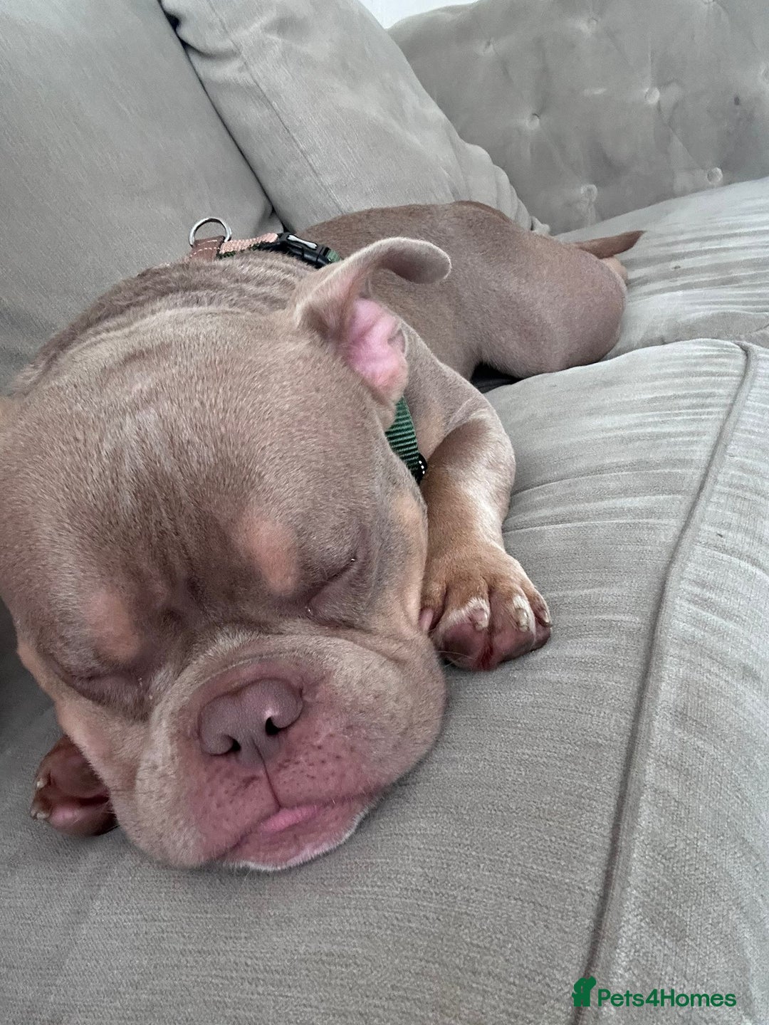 American Bully dogs for sale: Exotic Bully pup - Advert 4